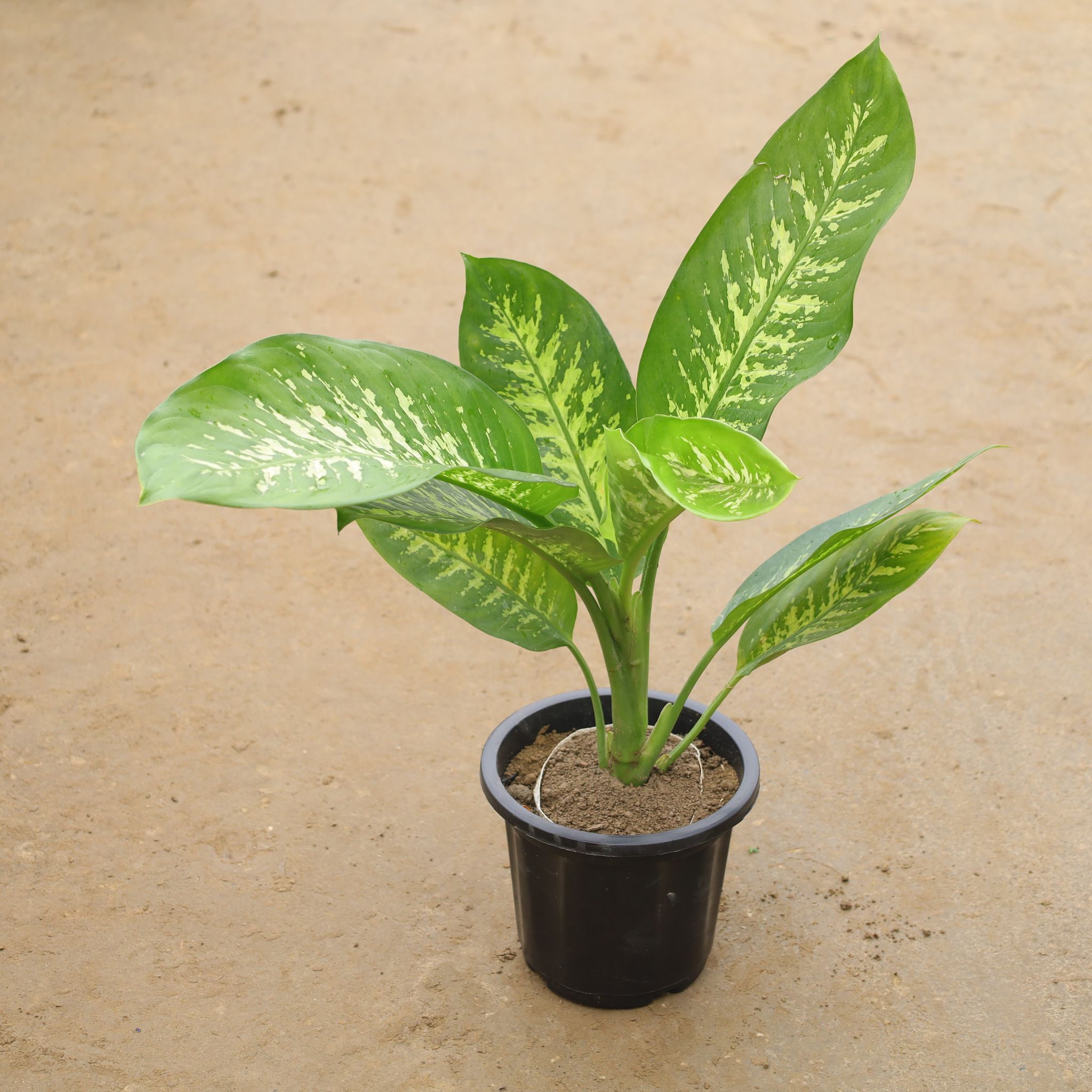 Dieffenbachia In 6 Inch Nursery Pot