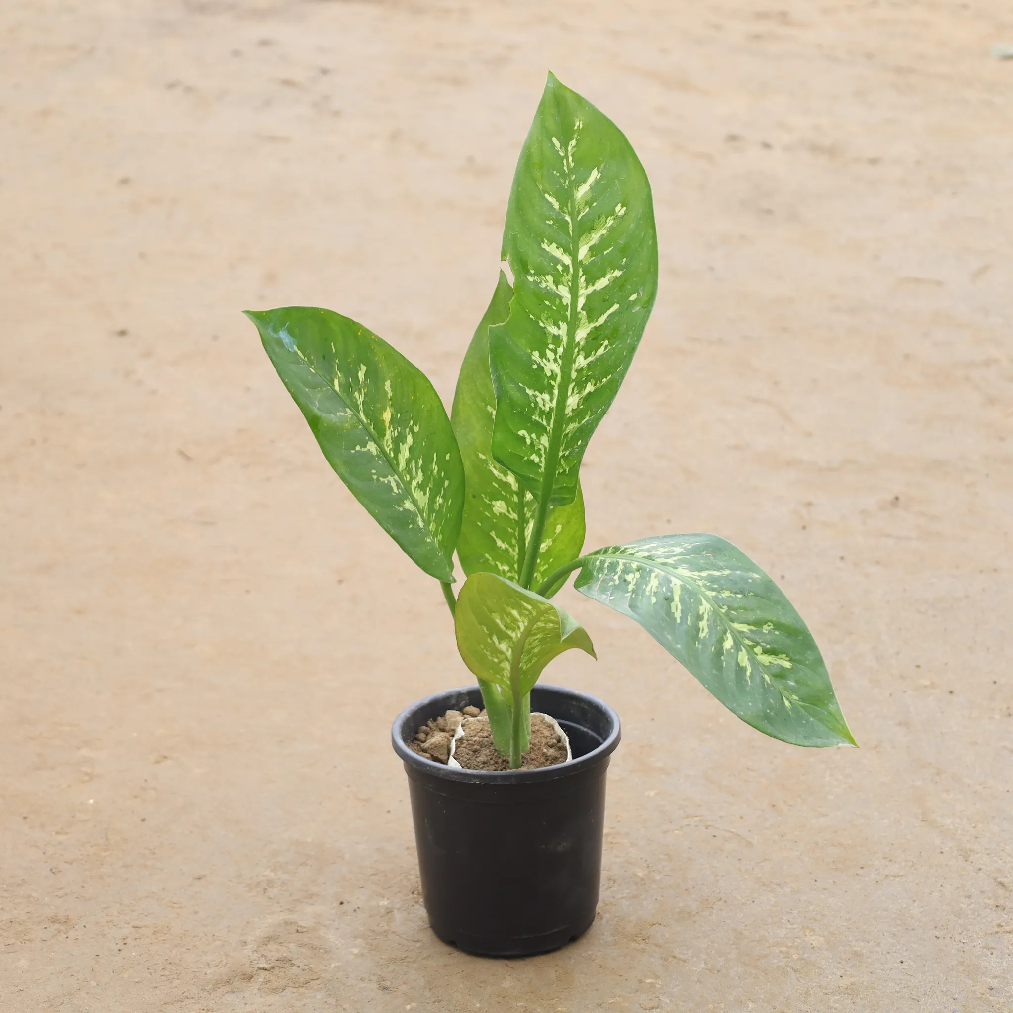 Dieffenbachia In 6 Inch Nursery Pot