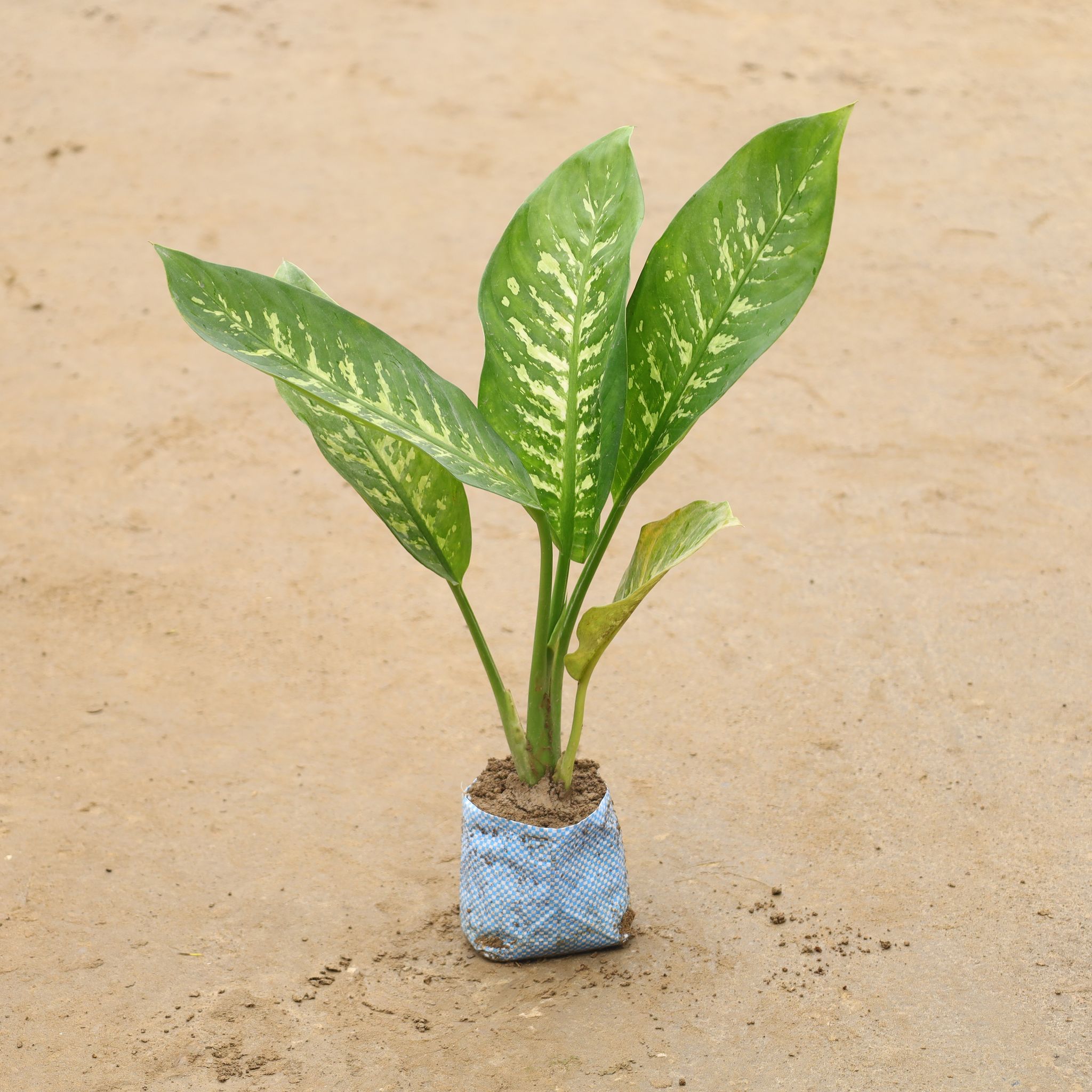 Dieffenbachia In 4 Inch Nursery Bag