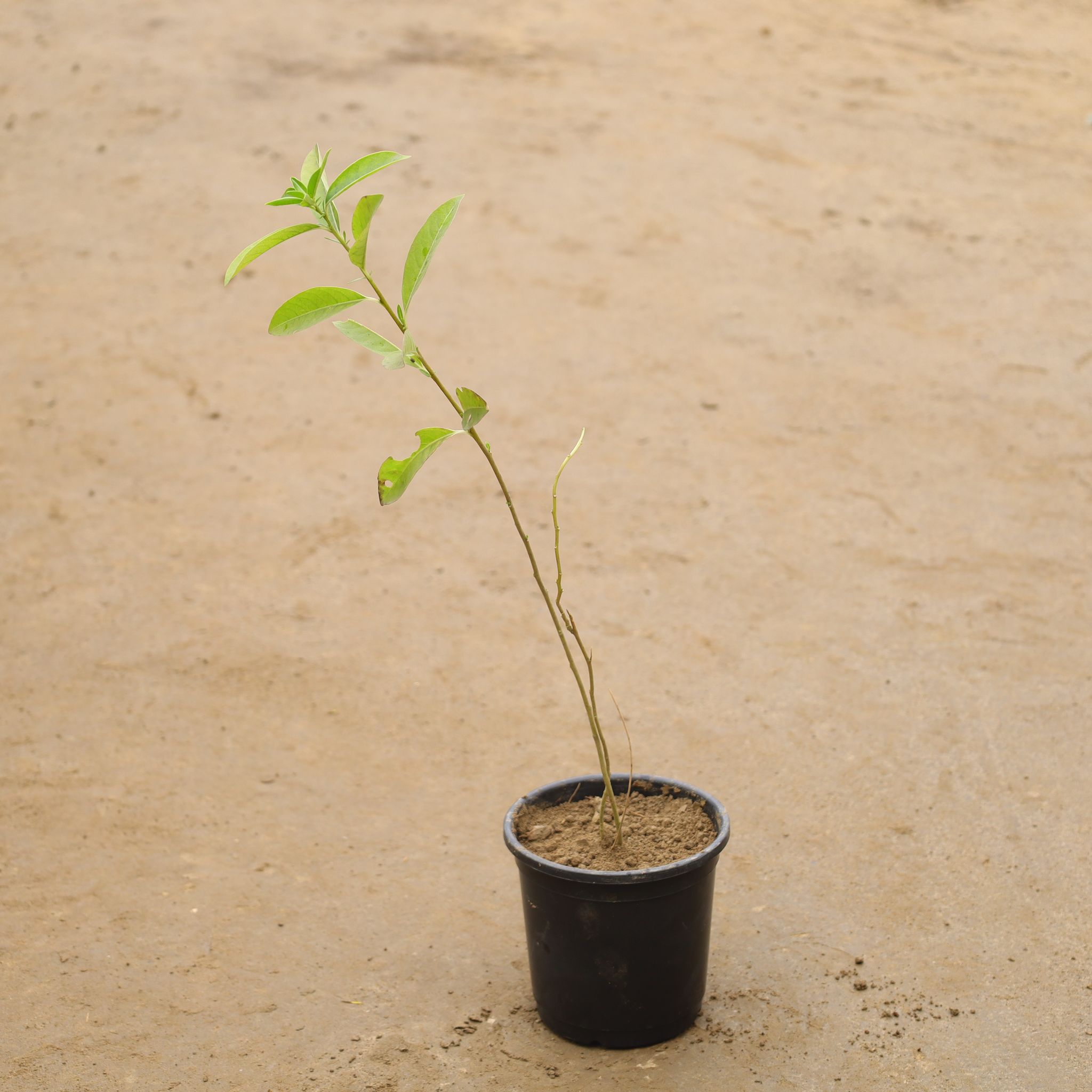 Din Ka Raja / Day Blooming Jasmine In 6 Inch Nursery Pot