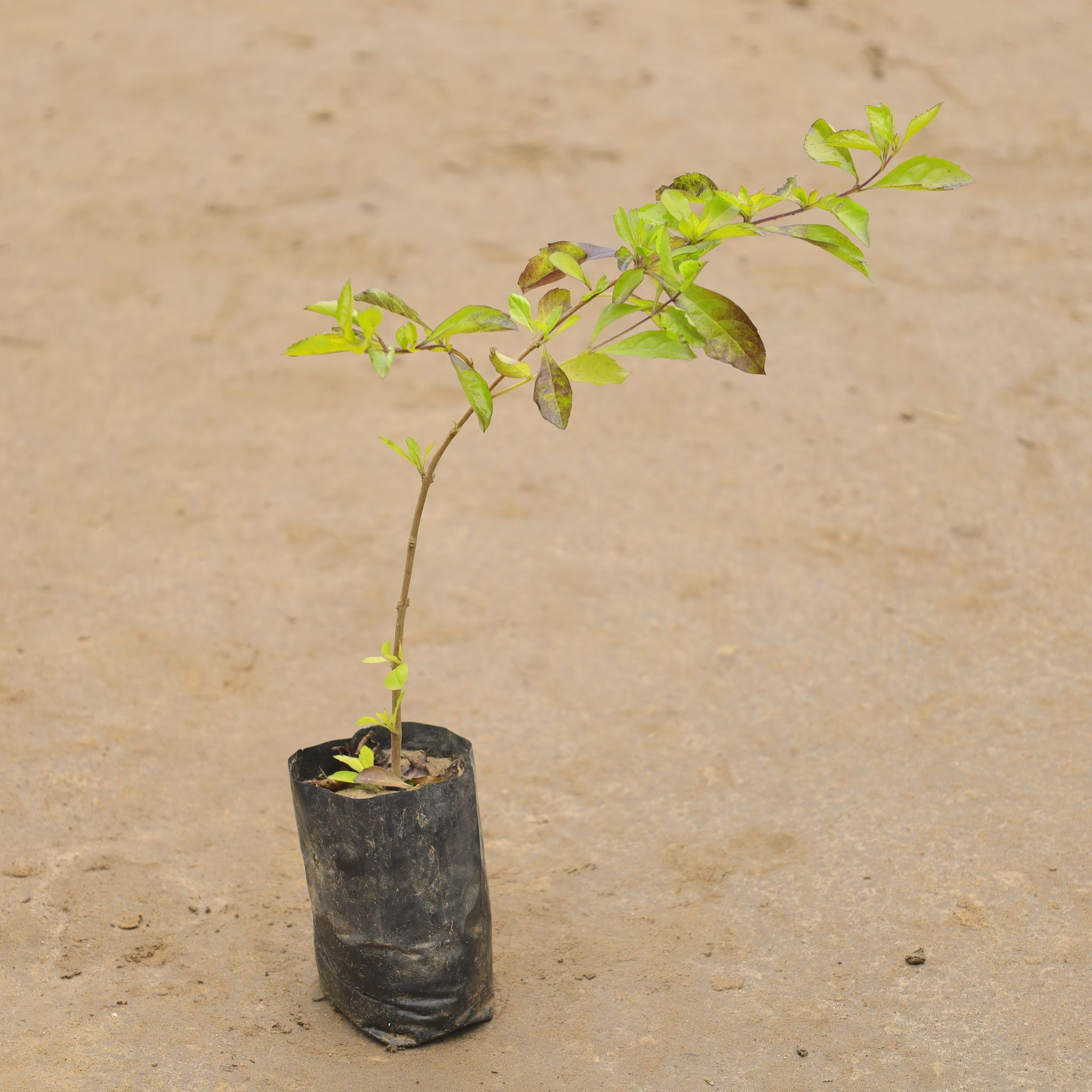 Duranta Golden In 4 Inch Nursery Bag