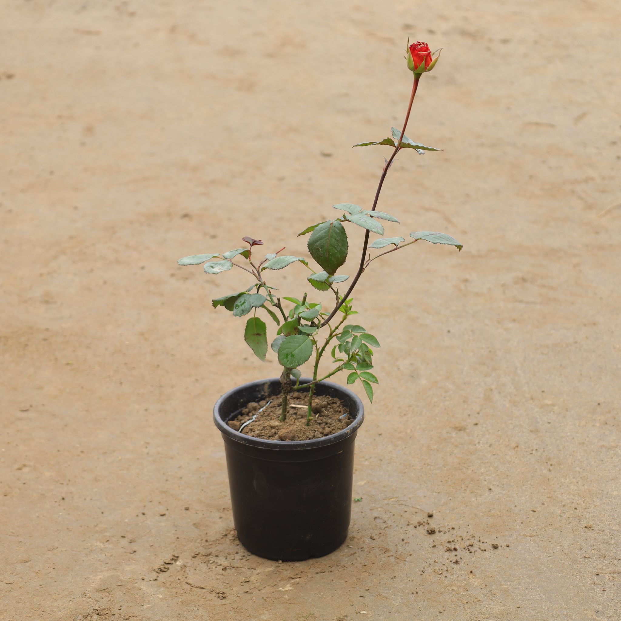 English Rose In 6 Inch Nursery Pot
