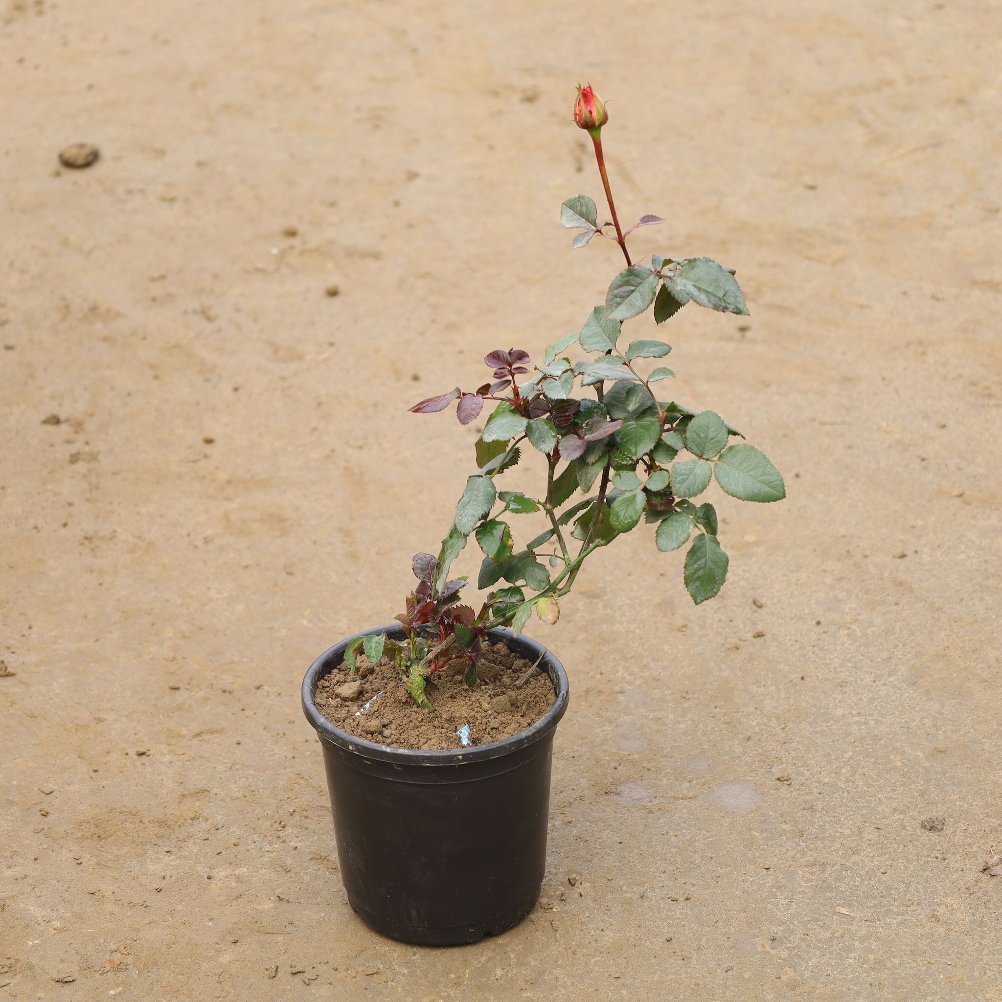 English Rose In 6 Inch Nursery Pot