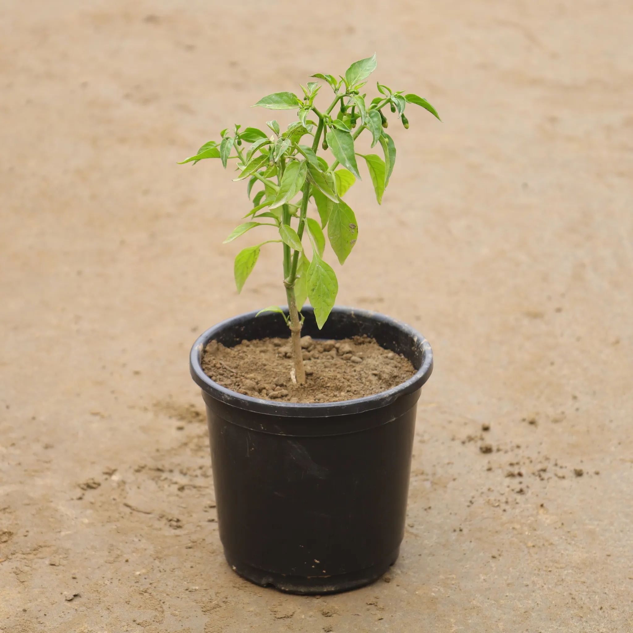 Green Chilli In 6 Inch Nursery Pot