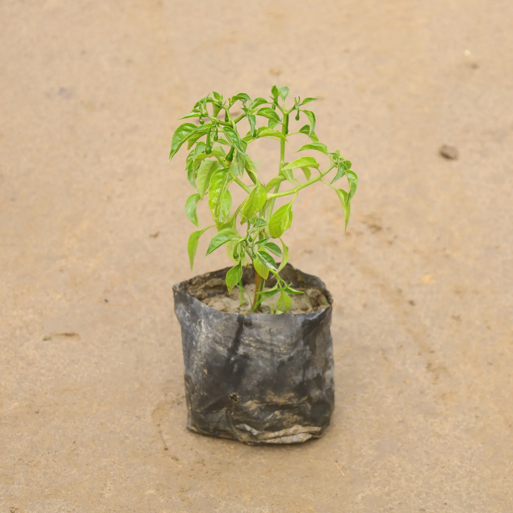 Green Chilli In 4 Inch Nursery Bag