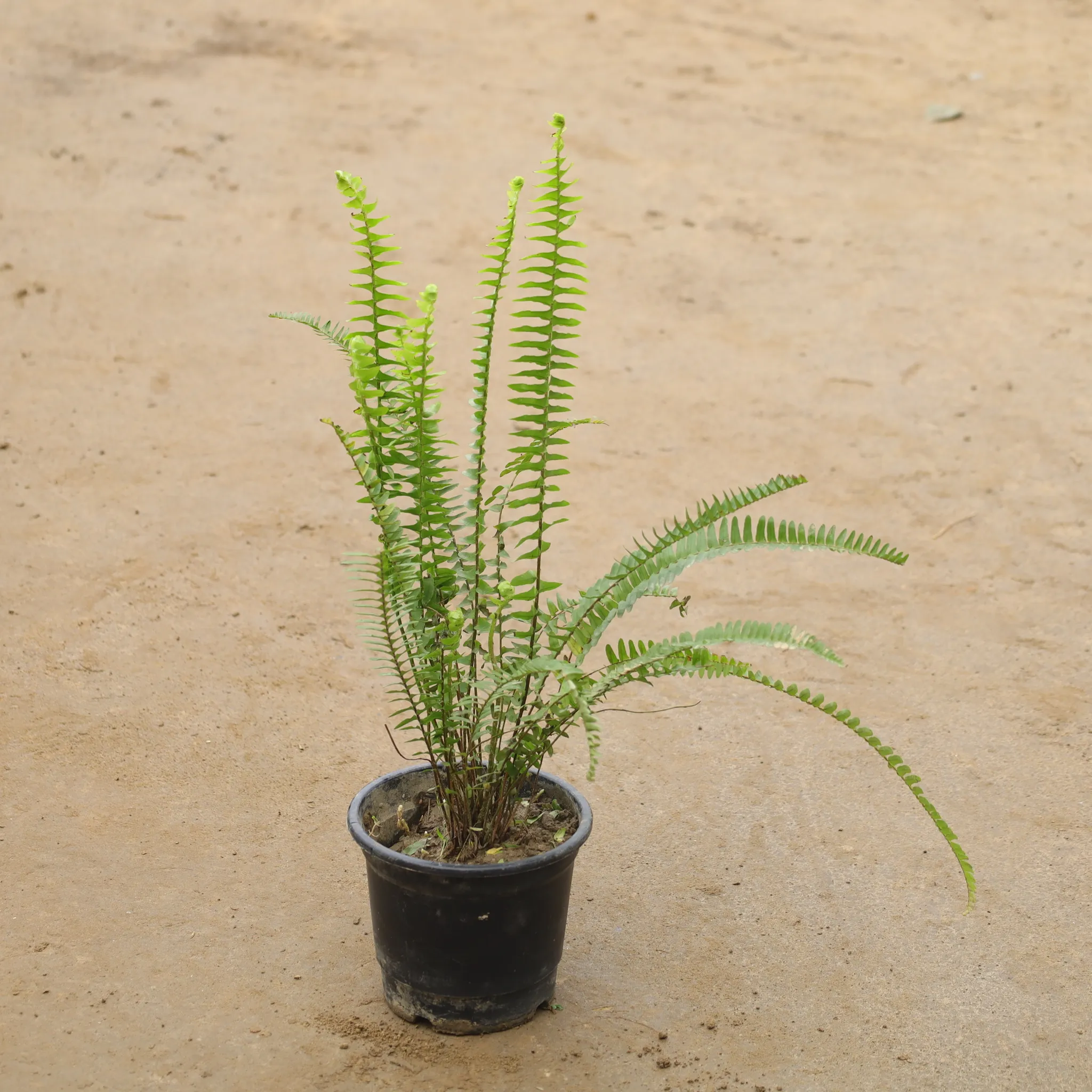Green Fern In 6 Inch Nursery Pot