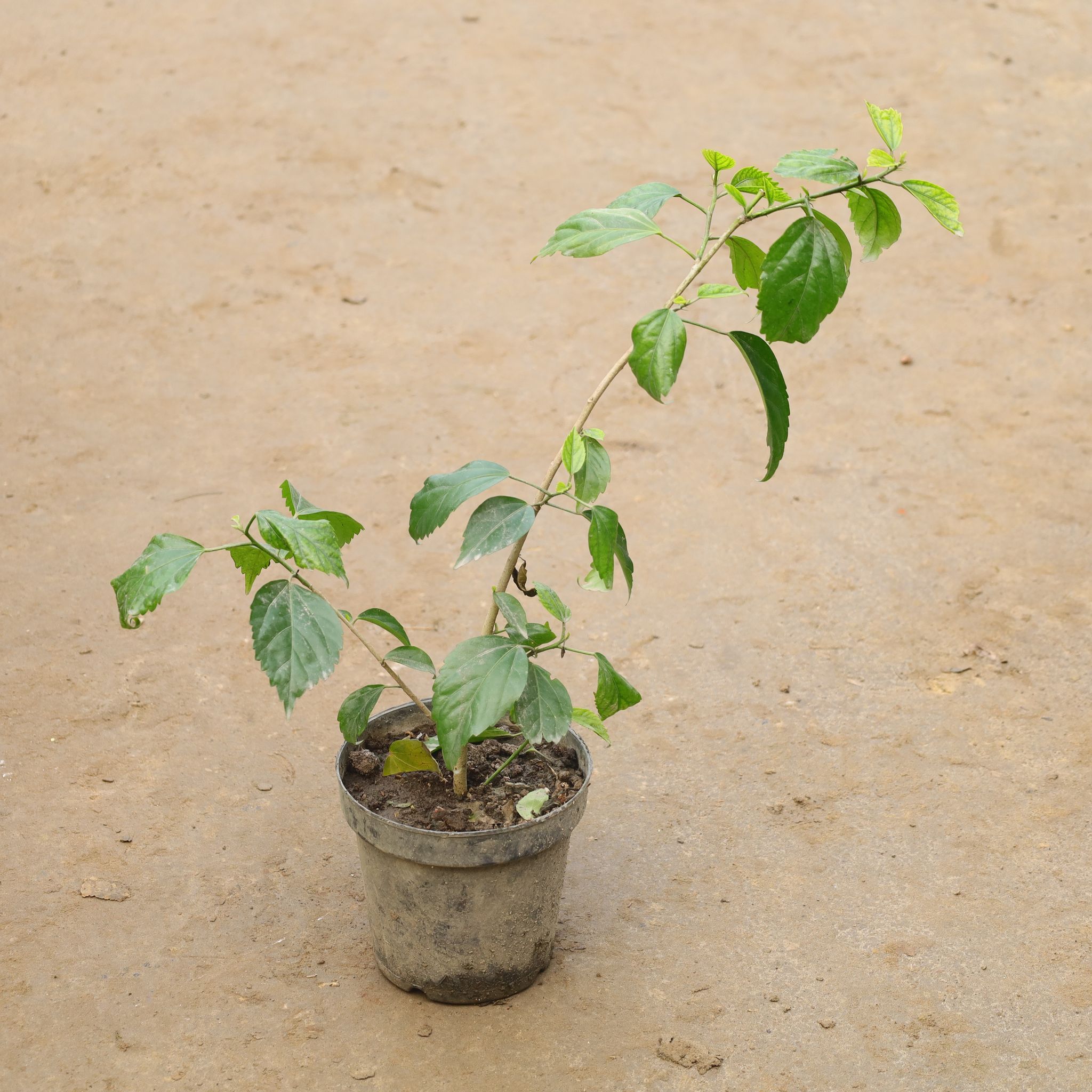 Hibiscus Red In 6 Inch Nursery Pot