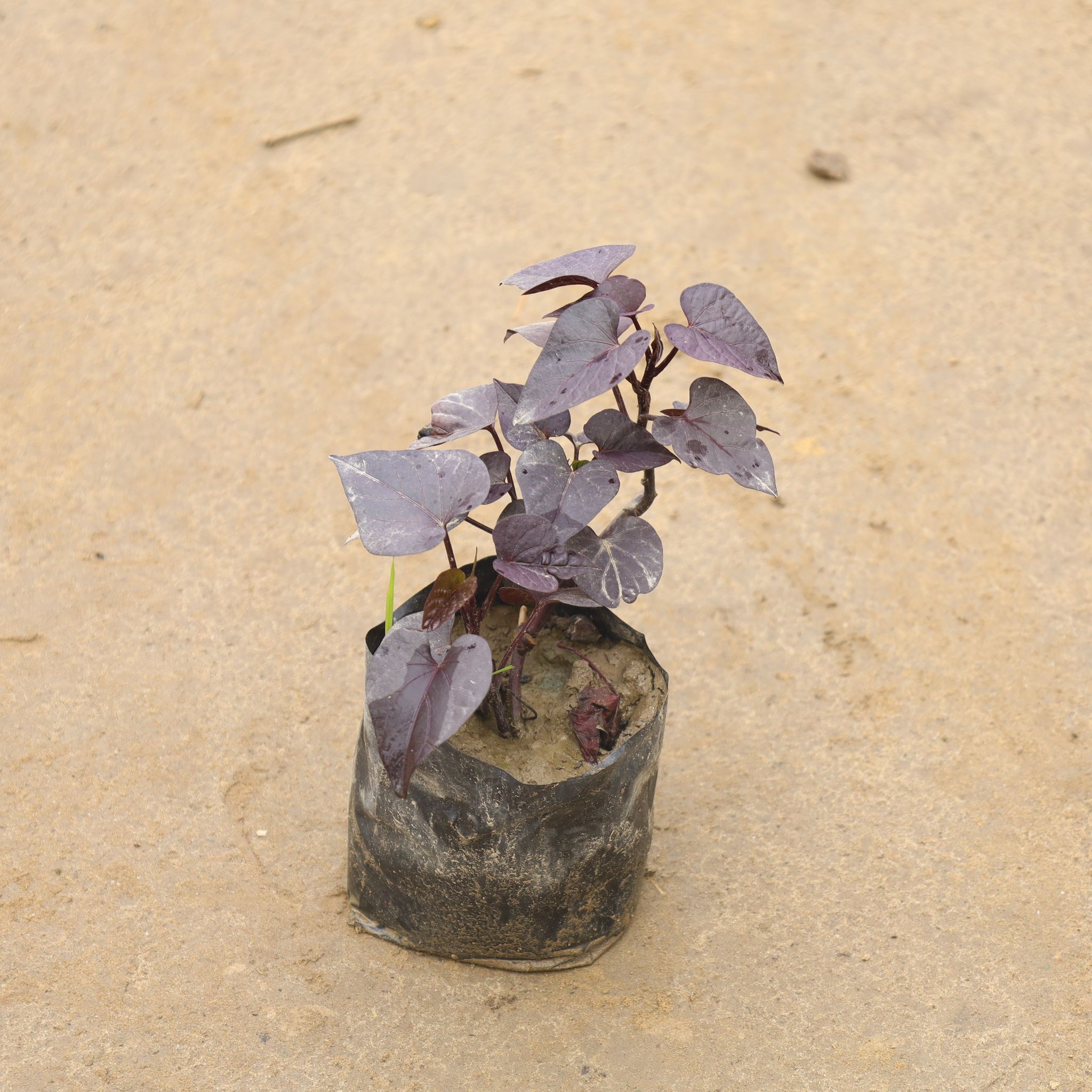 Ipomea / Sweet Potato Red Vine In 4 Inch Nursery Bag