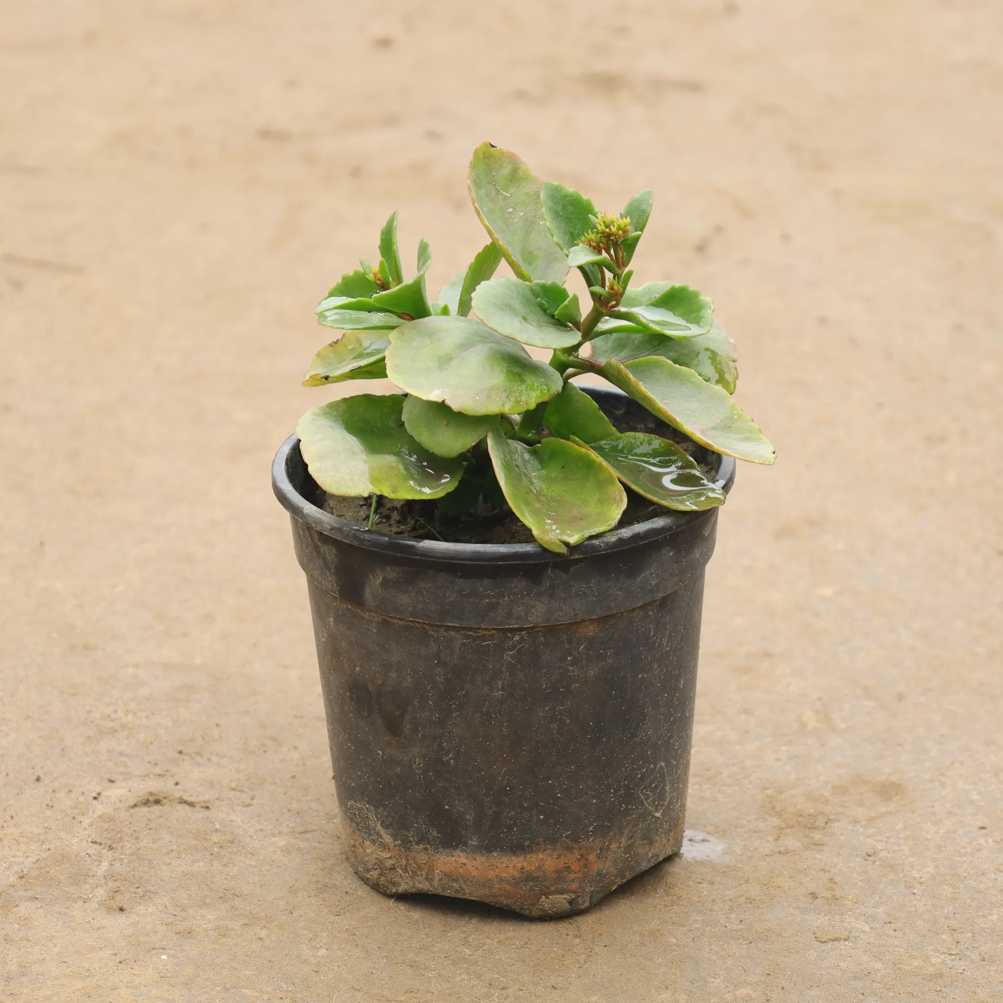 Kalanchoe (Any Color) In 6 Inch Nursery Pot