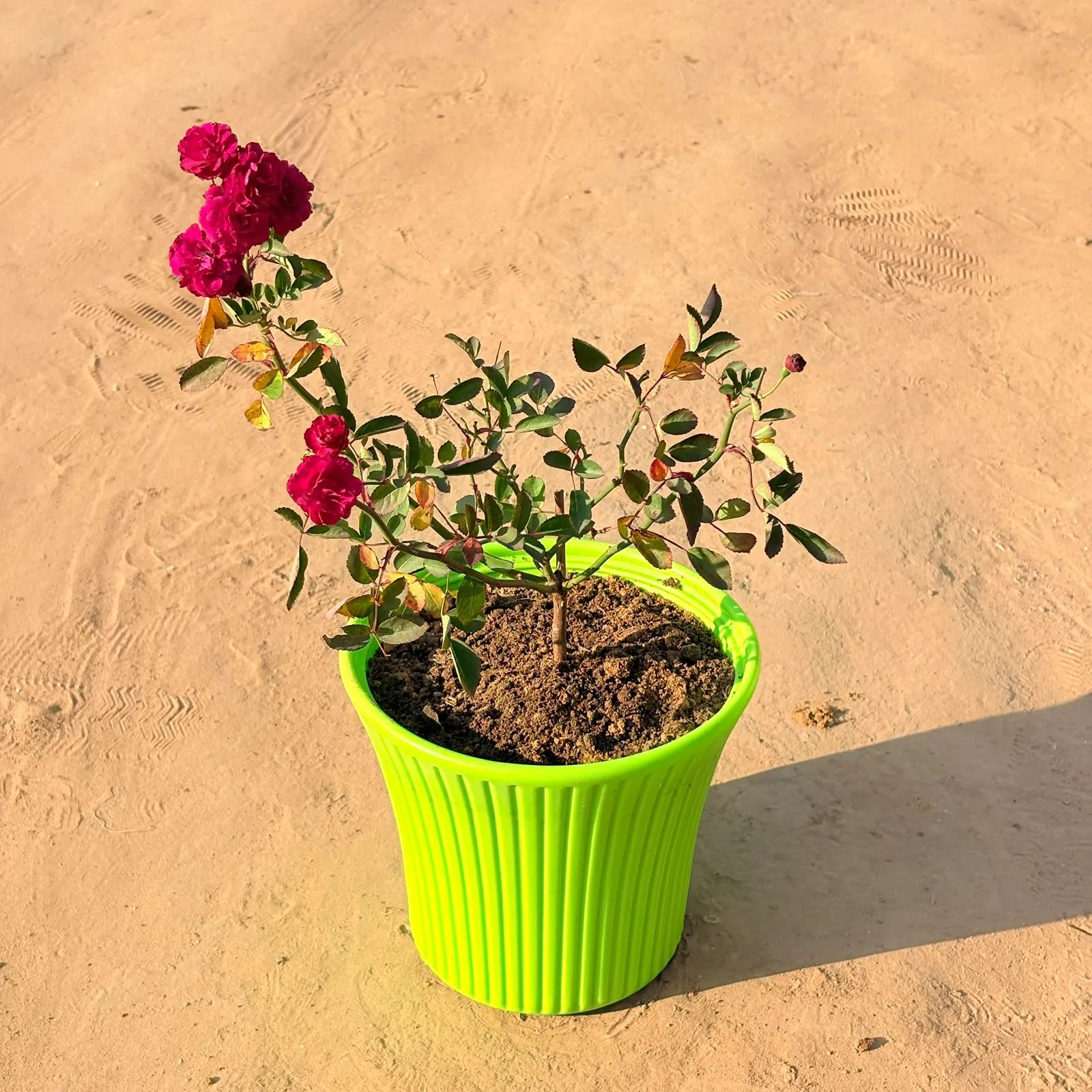 Red Rose  / gulaab in 8 Inch Green Sunrise Plastic Pot