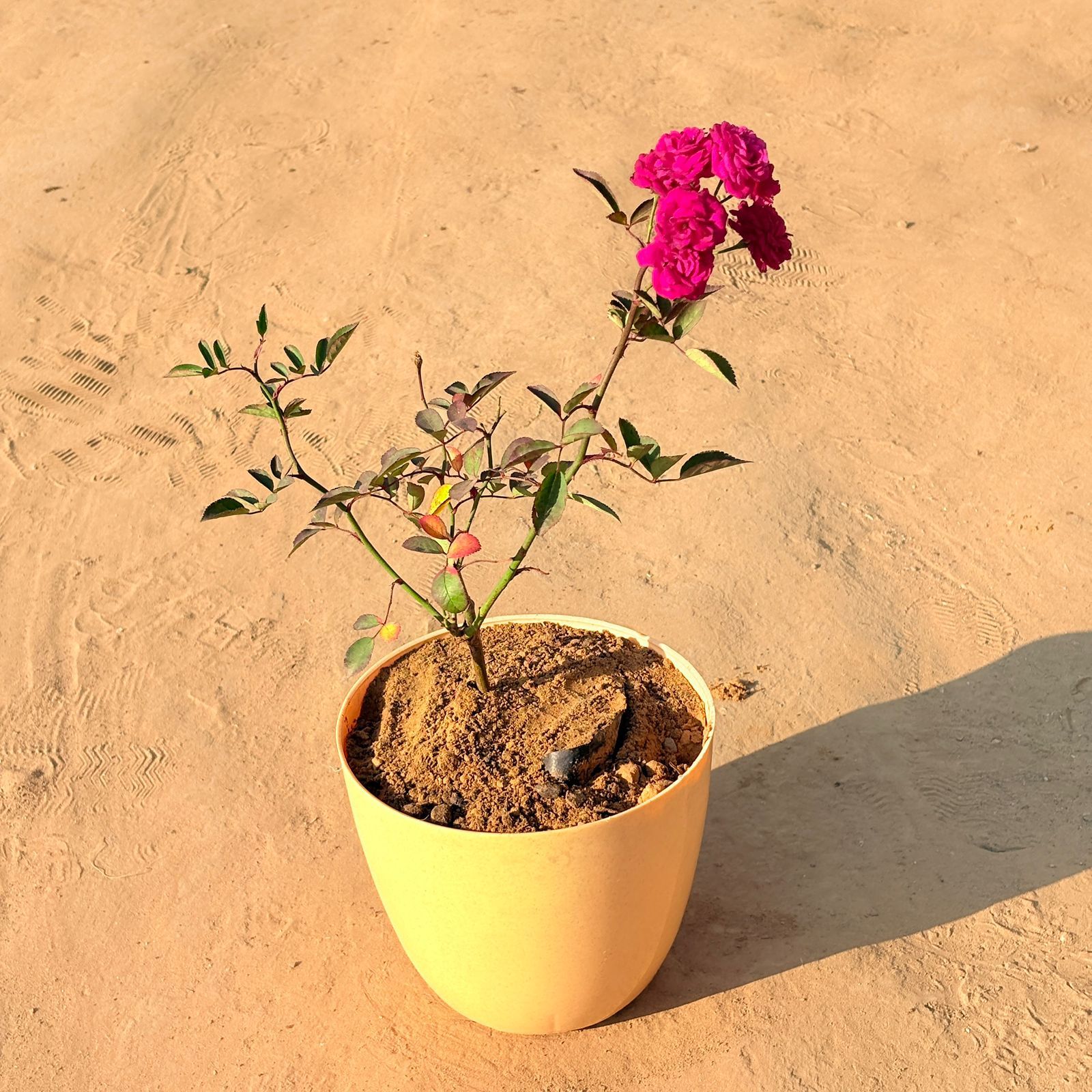 Red Rose  / gulaab in 10 Inch Yellow Premium Orchid Round Plastic Pot
