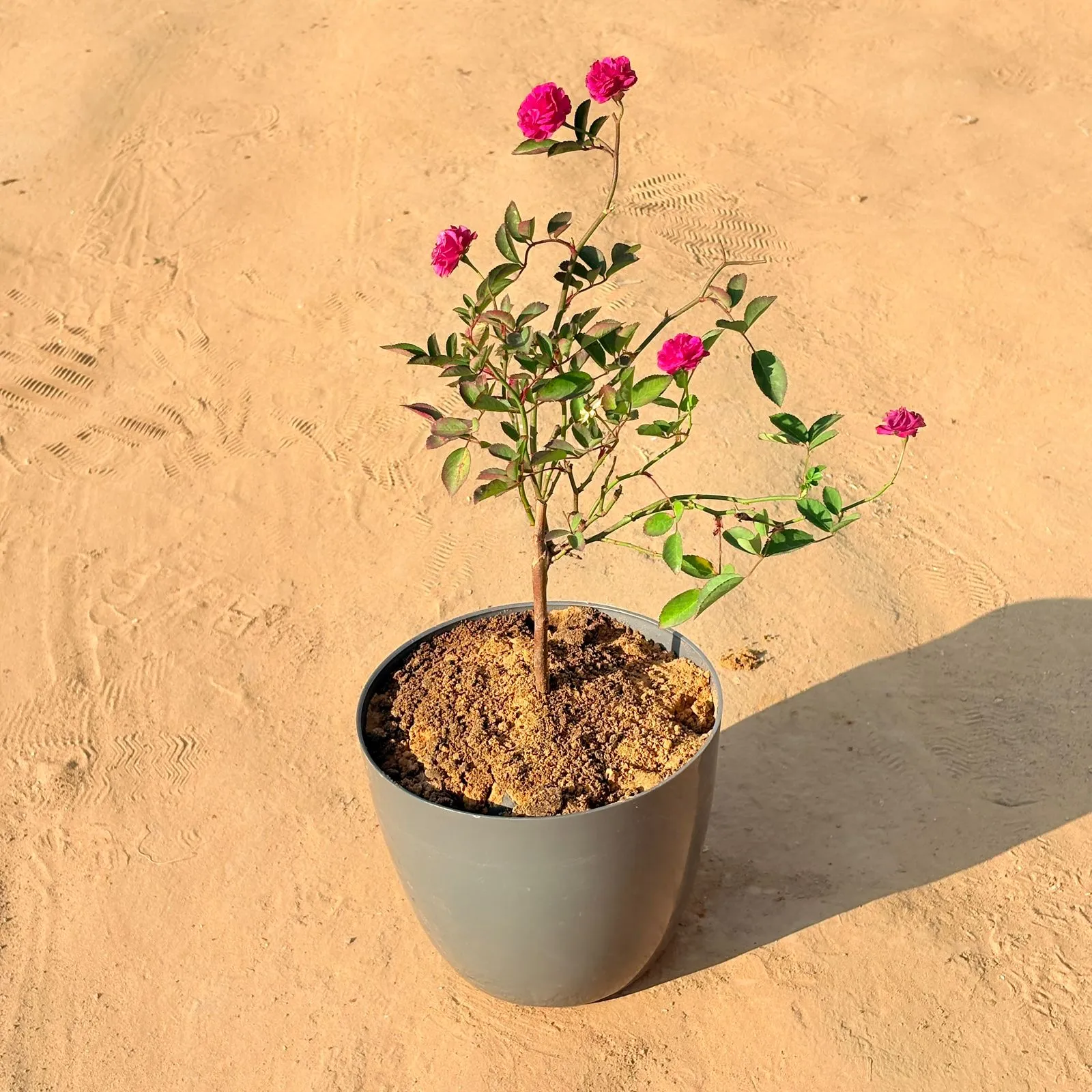 English Rose / gulaab in 10 Inch Grey Premium Orchid Square Plastic Pot