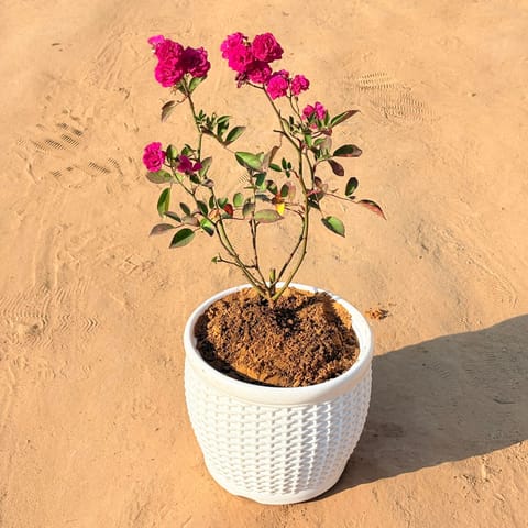 Red Rose  / gulaab in 8 Inch Live Plant White Marble Premium Matt Classic Plastic Pot