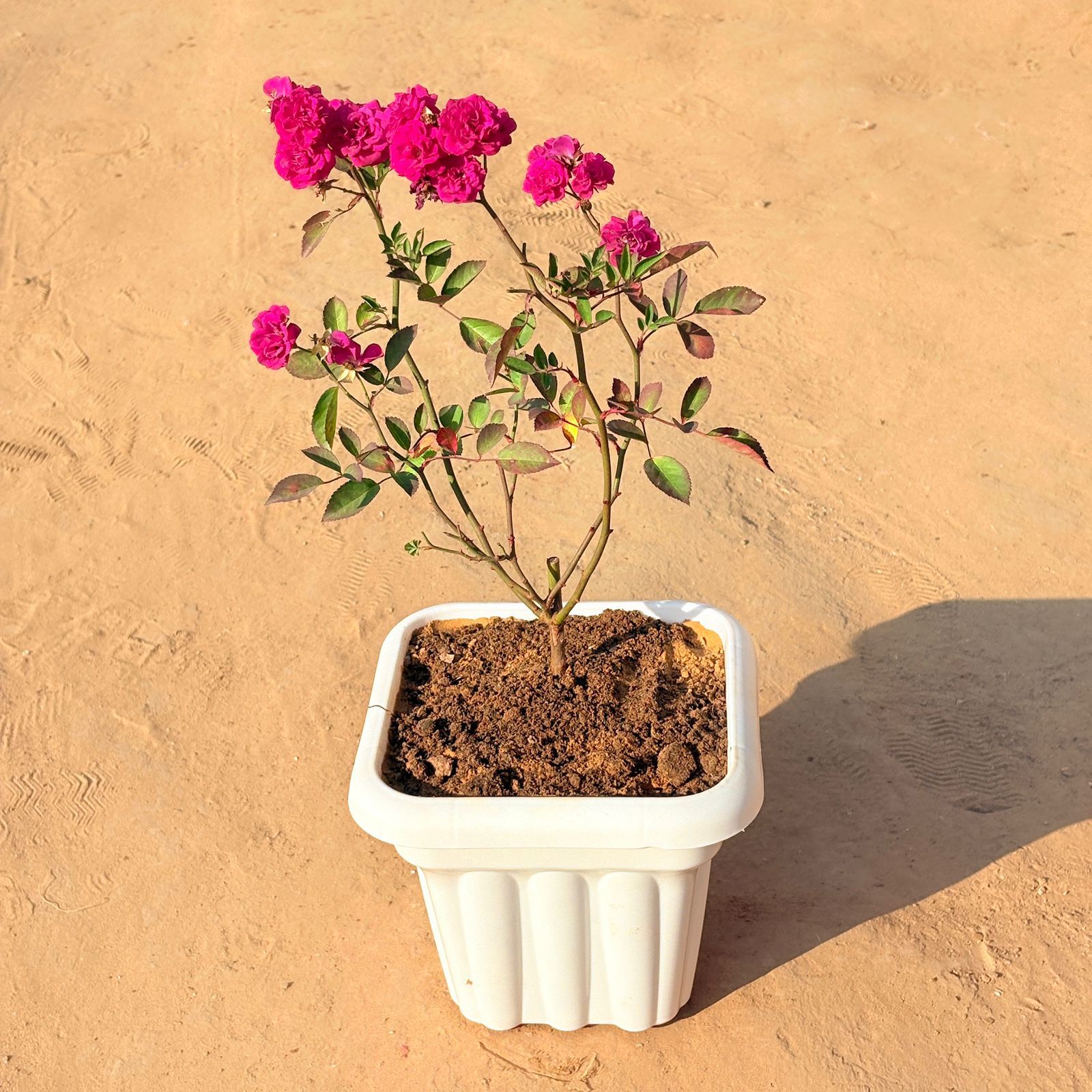 Red Rose  / gulaab in 8 Inch White Heavy Square Plastic Pot