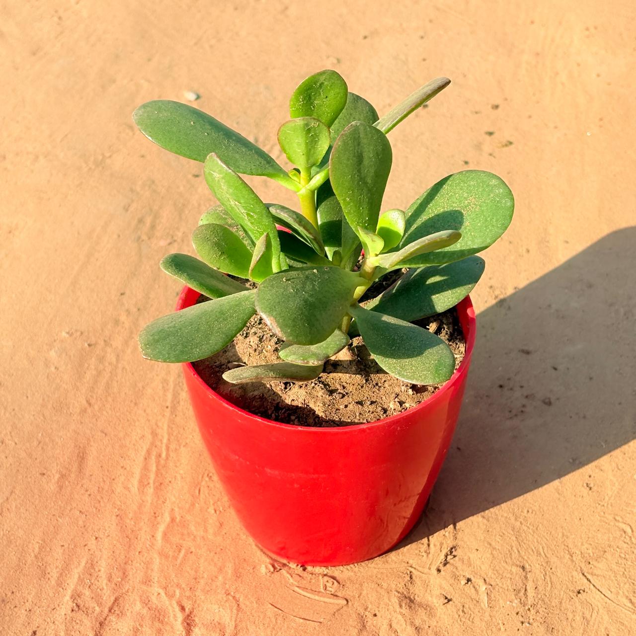 Crassula Ovata in 4 Inch Red Premium Orchid Square Plastic Pot