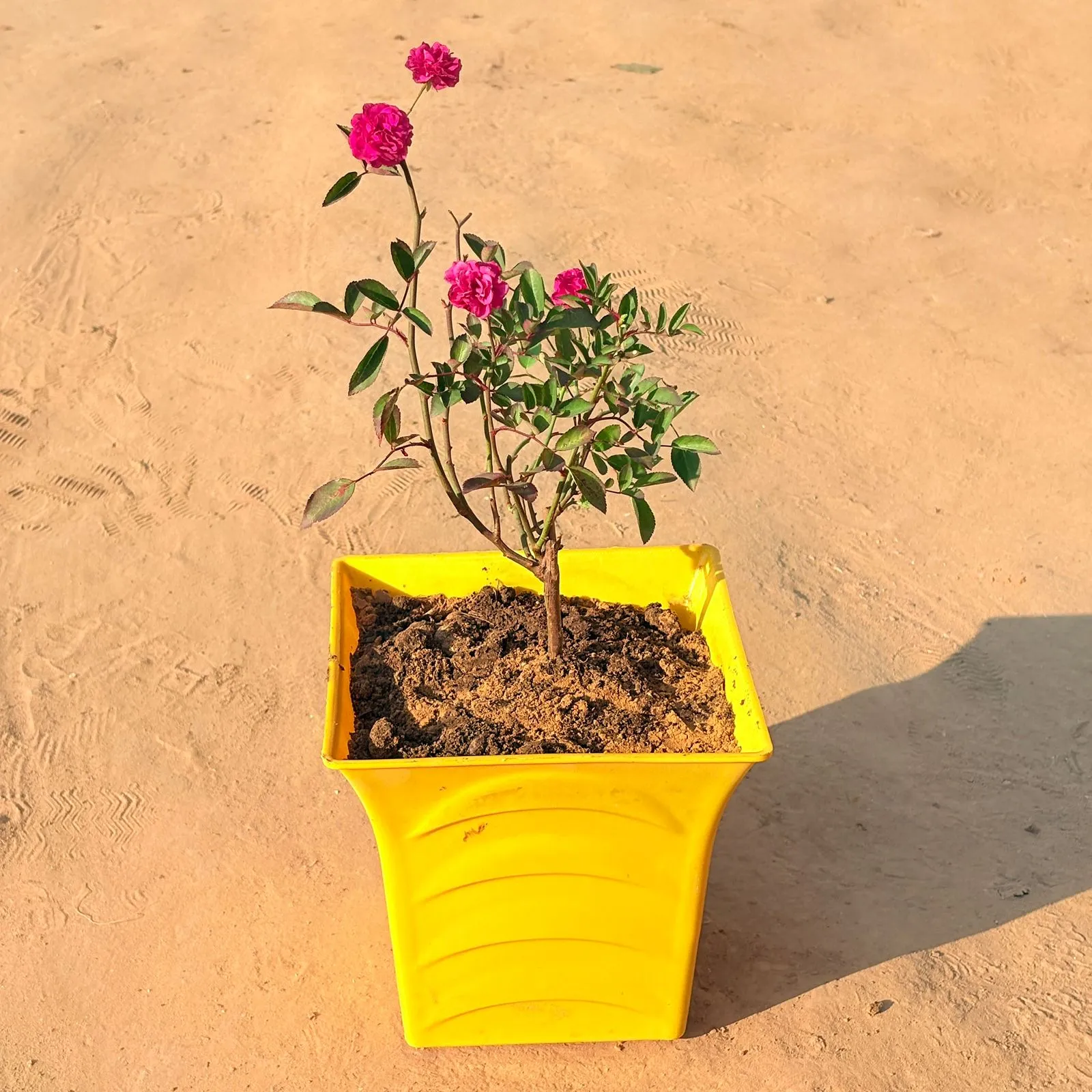 Red Rose Gulaab in 8 Inch Yellow Premium Tokyo Square Plastic Pot