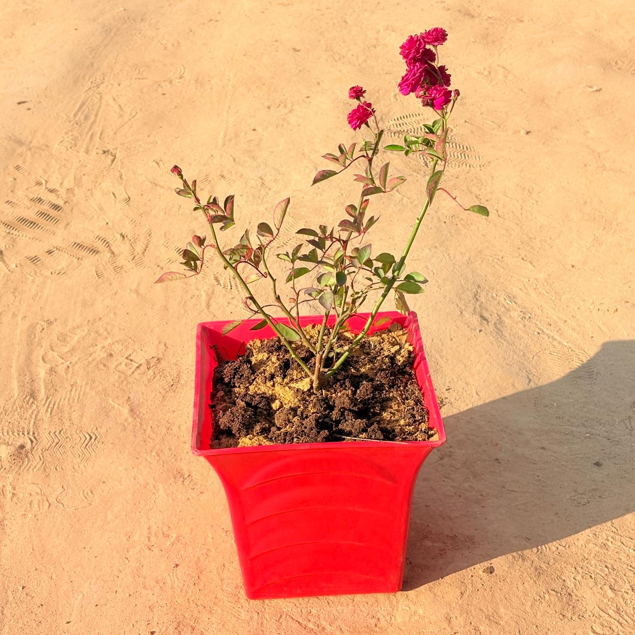 Red Rose Gulaab in 8 Inch Red Premium Tokyo Square Plastic Pot