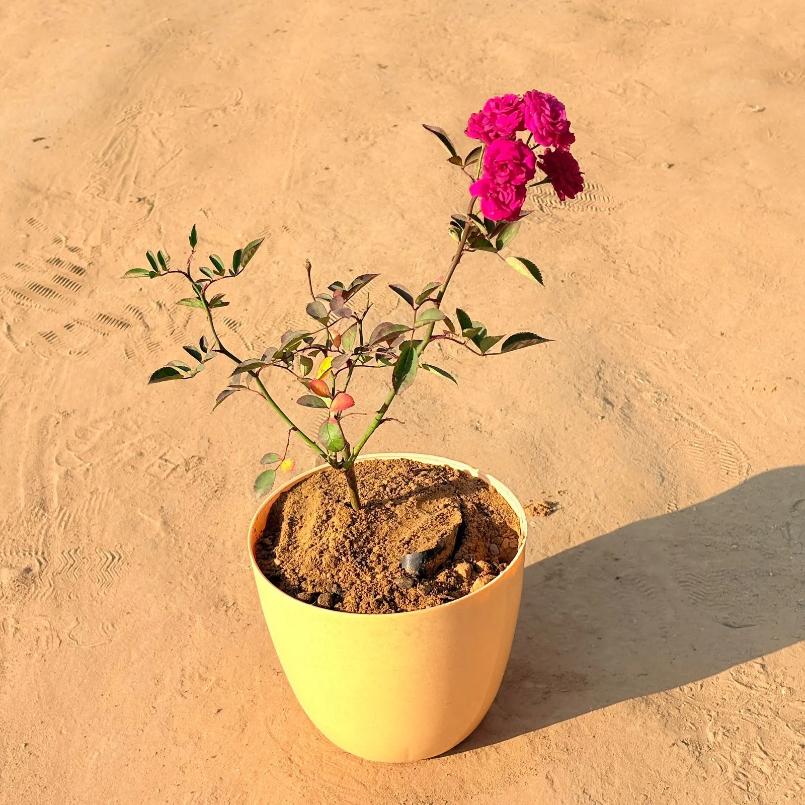 Red Rose Gulaab in 10 Inch Yellow Premium Orchid Round Plastic Pot