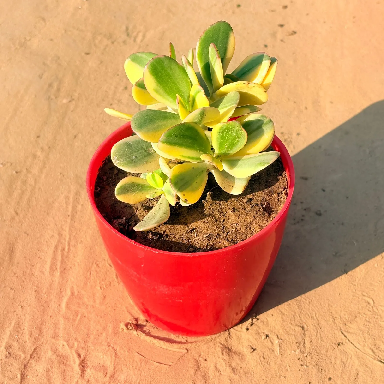 Crassula Variegated in 4 Inch Red Premium Orchid Square Plastic Pot