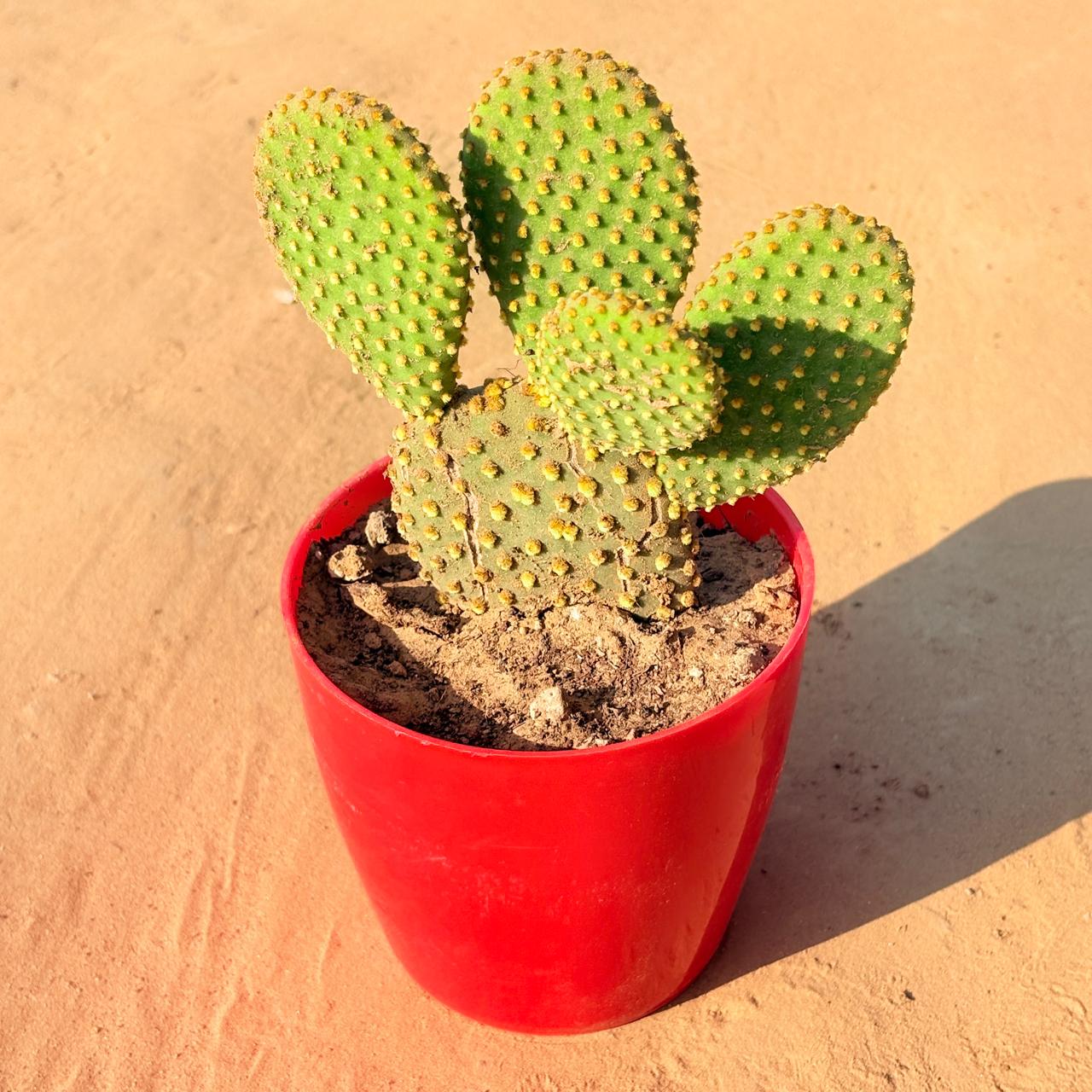 Bunny Ear Cactus in 4 Inch Red Premium Orchid Square Plastic Pot