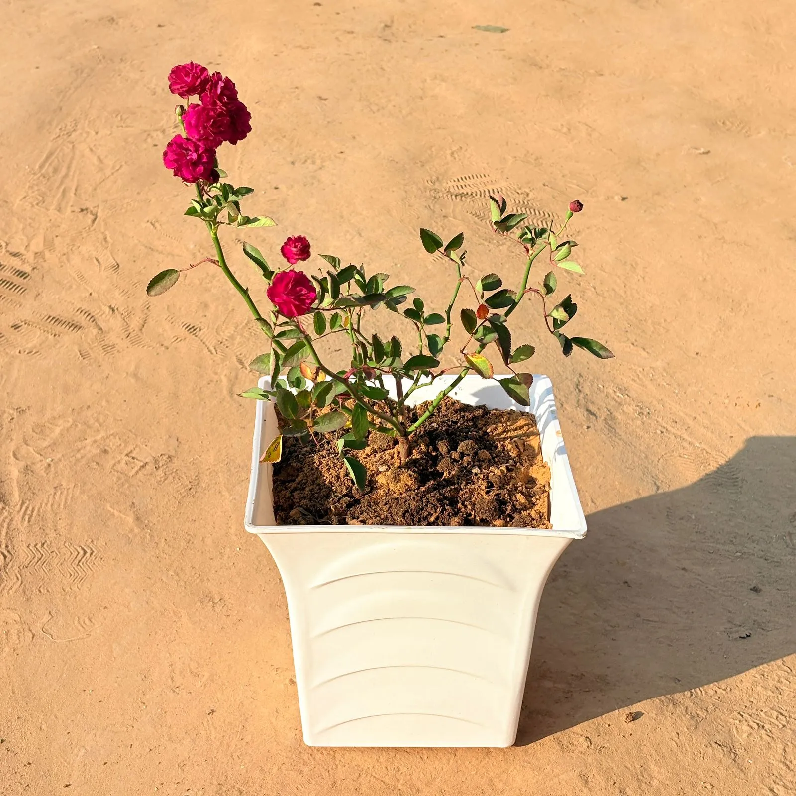 Red Rose Gulaab in 8 Inch White Premium Tokyo Square Plastic Pot
