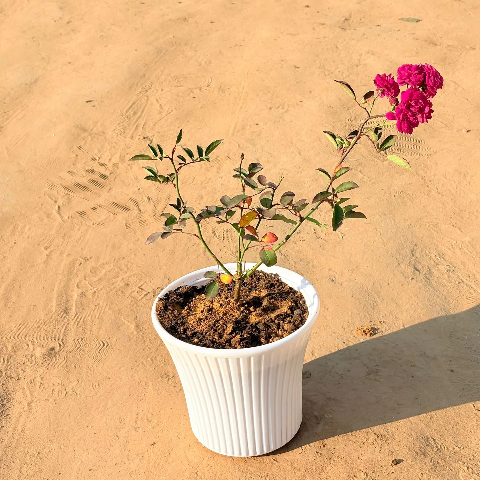 Red Rose Gulaab in 8 Inch White Sunrise Plastic Pot