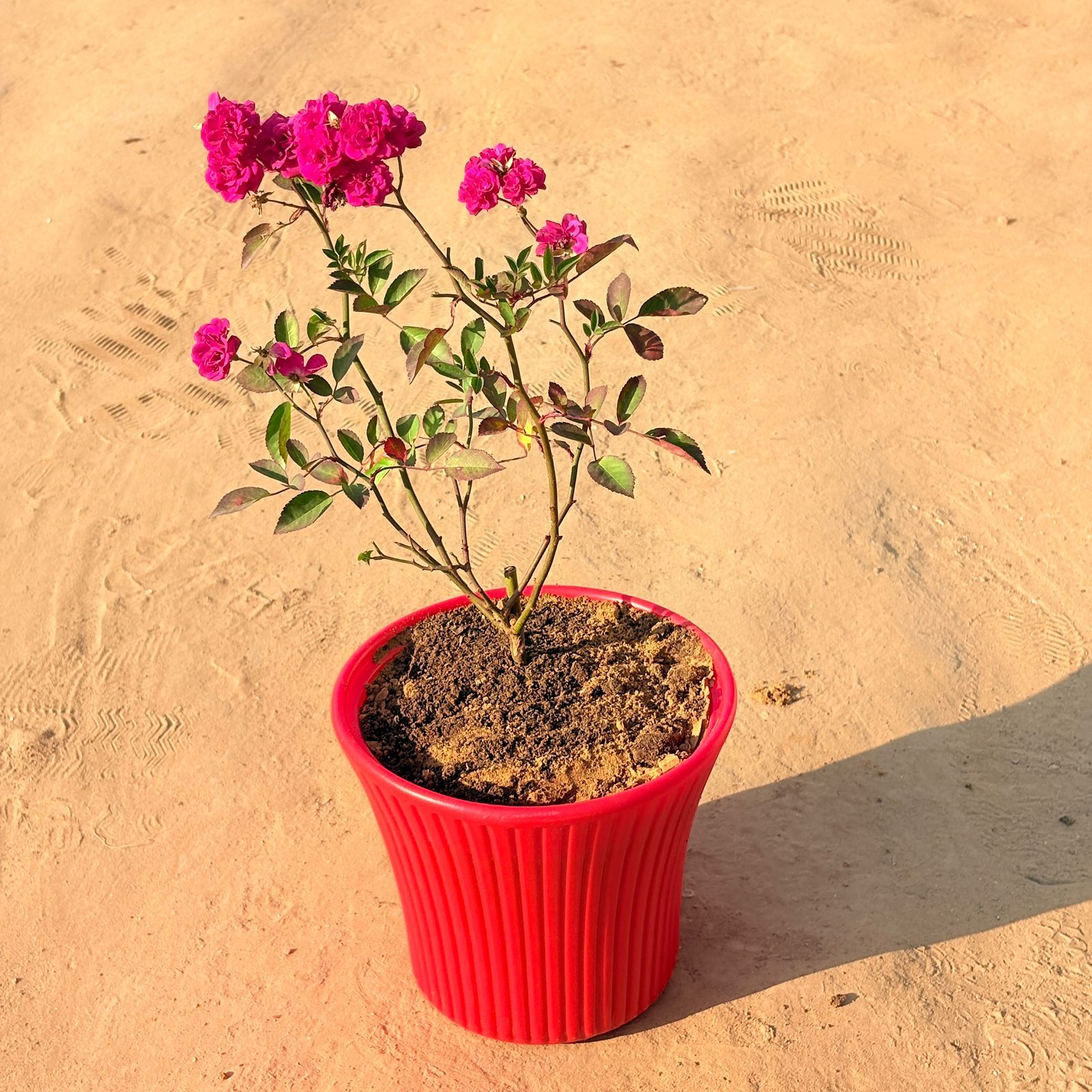 Red Rose Gulaab in 8 Inch Red Sunrise Plastic Pot