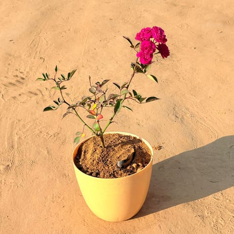 Red Rose Gulaab in 10 Inch Yellow Premium Orchid Round Plastic Pot