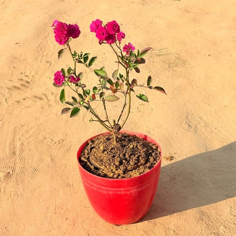 Red Rose Gulaab in 10 Inch Red Premium Orchid Round Plastic Pot