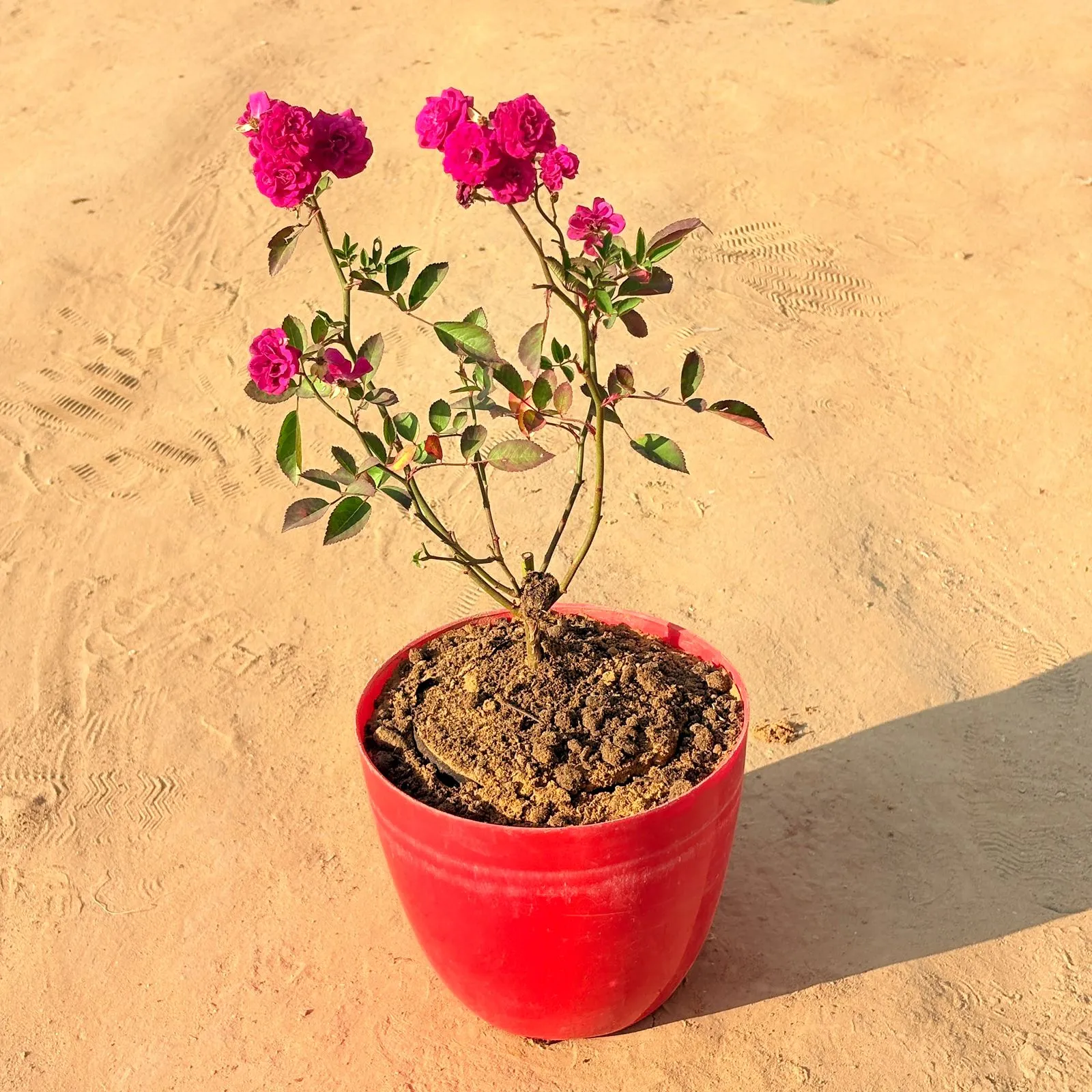 Red Rose Gulaab in 10 Inch Red Premium Orchid Round Plastic Pot