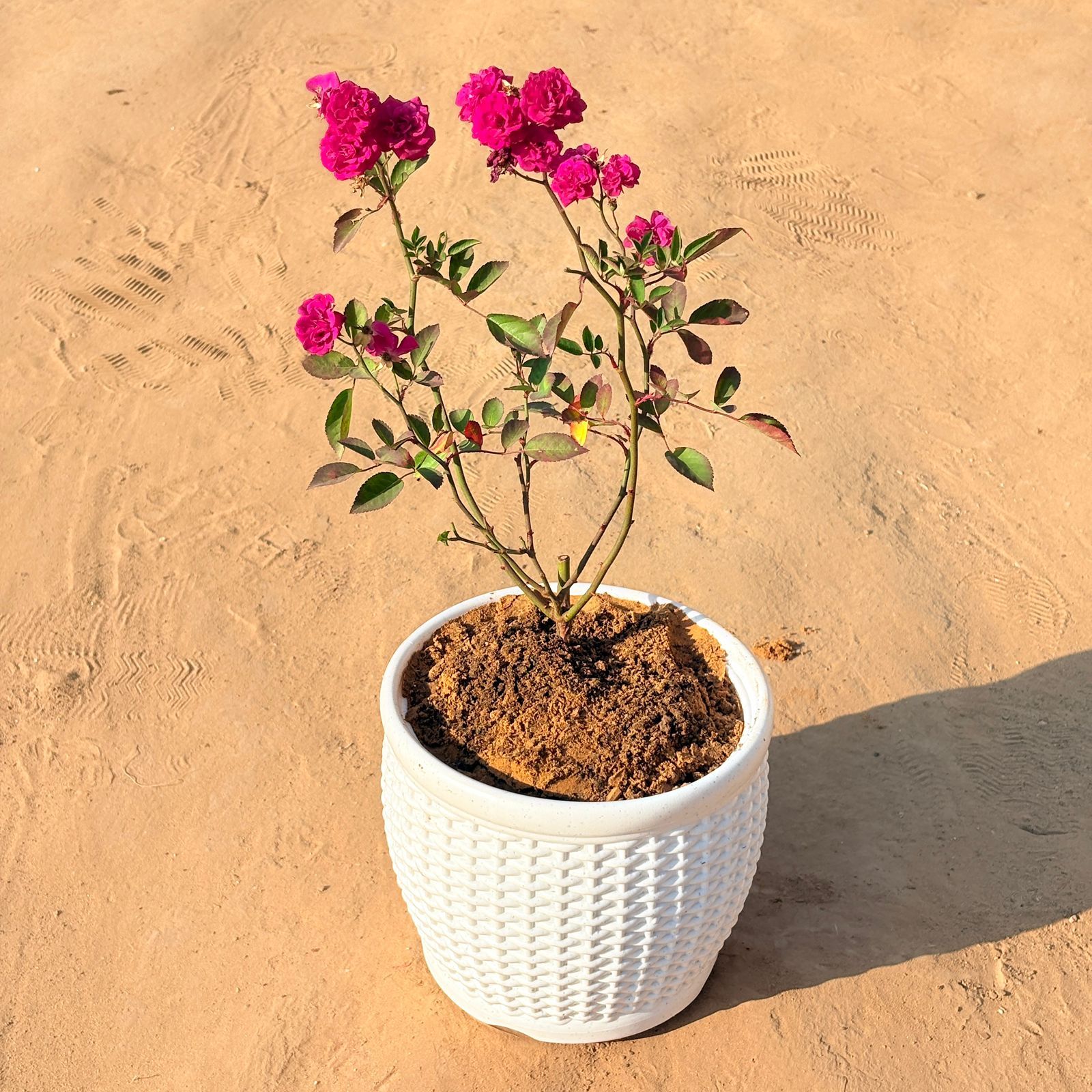 Red Rose Gulaab in 8 Inch White Marble Premium Matt Classic Plastic Pot