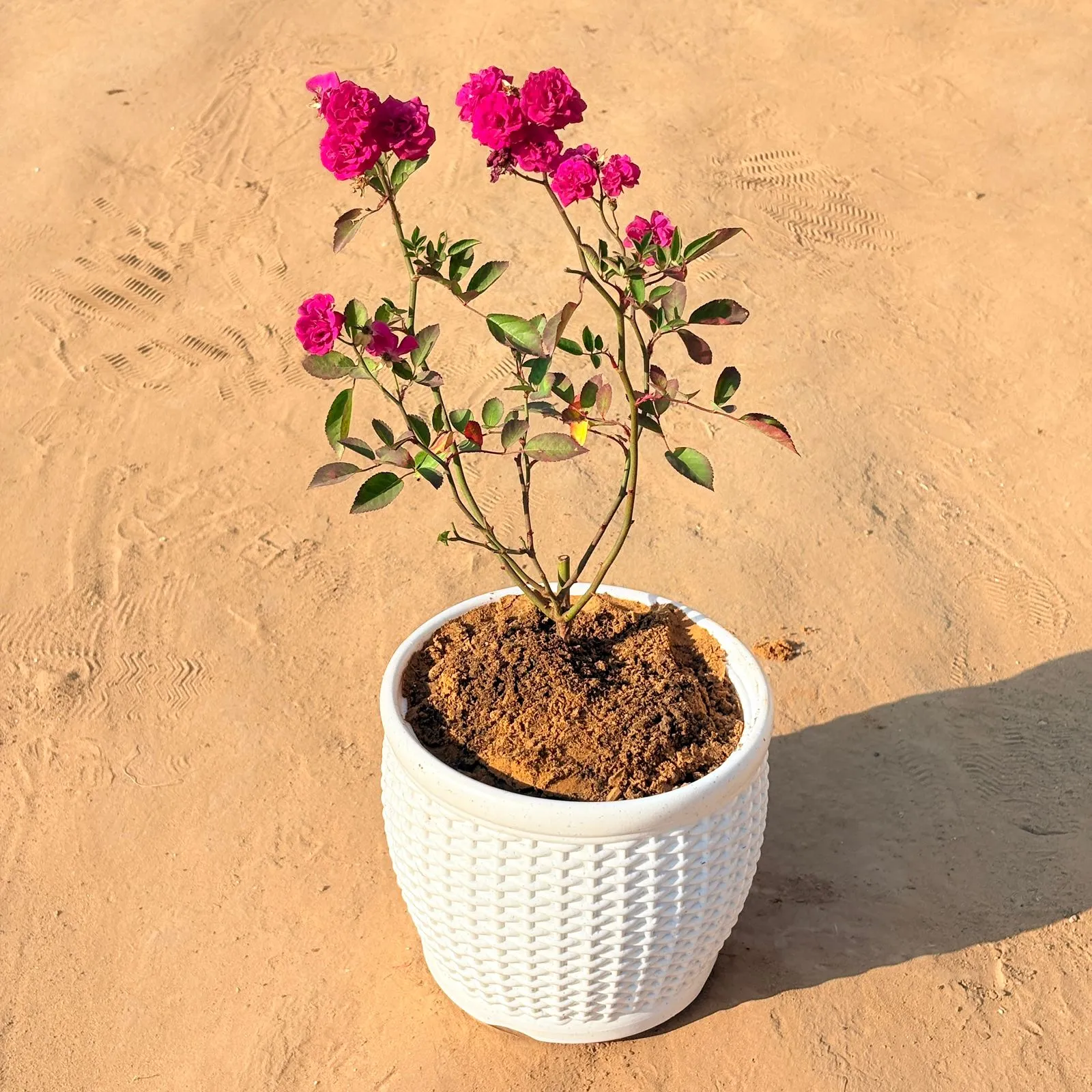 Red Rose Gulaab in 8 Inch White Marble Premium Matt Classic Plastic Pot