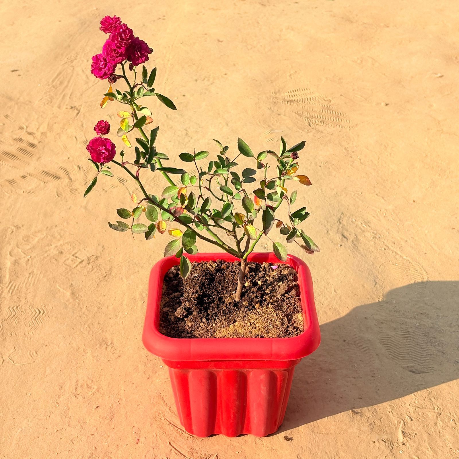 Red Rose Gulaab in 10 Inch Red Heavy Square Plastic Pot