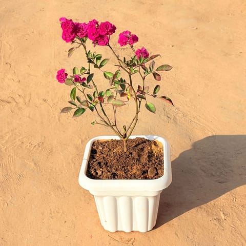 Red Rose Gulaab in 8 Inch White Heavy Square Plastic Pot