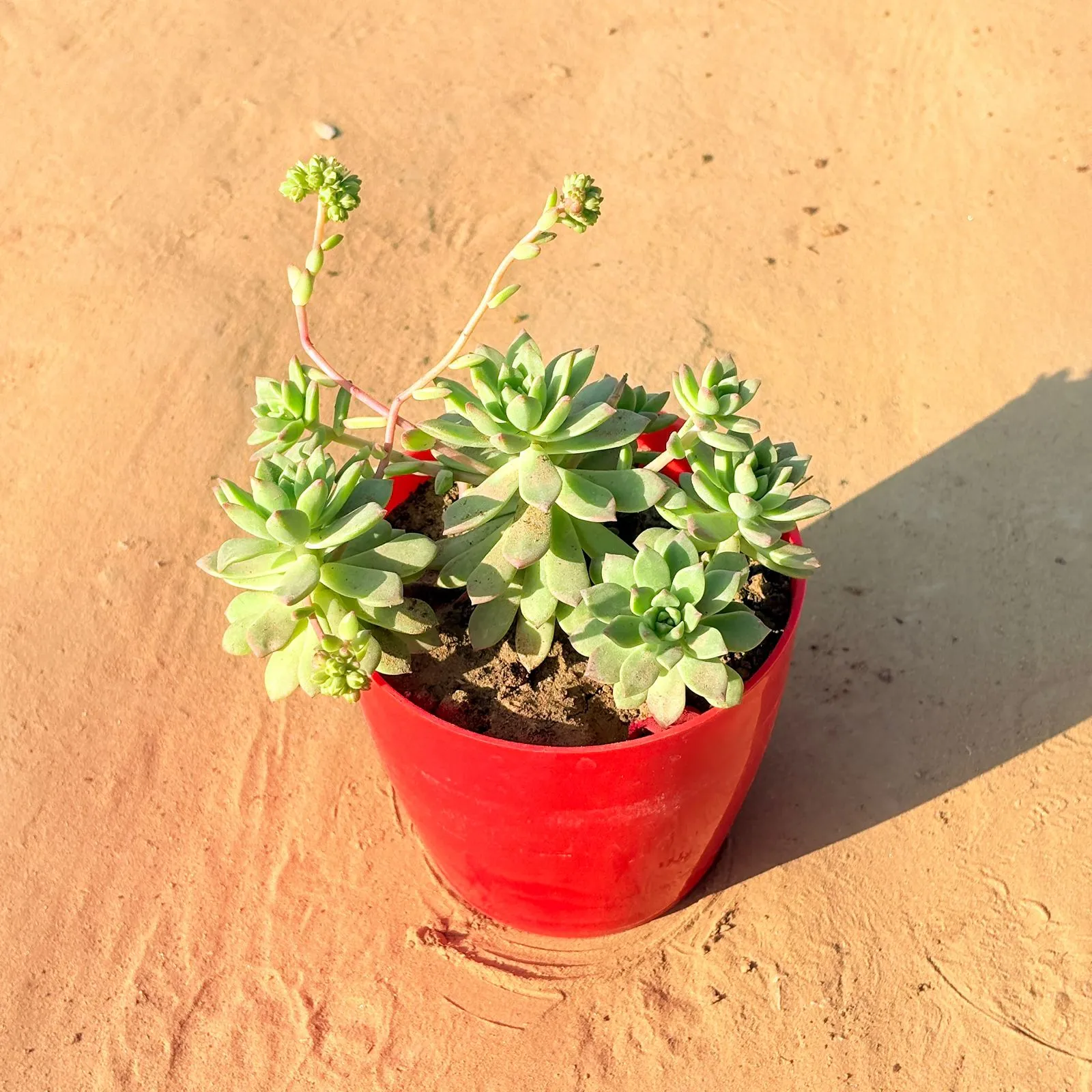 Echeveria Red Succulent in 4 Inch Red Premium Orchid Square Plastic Pot