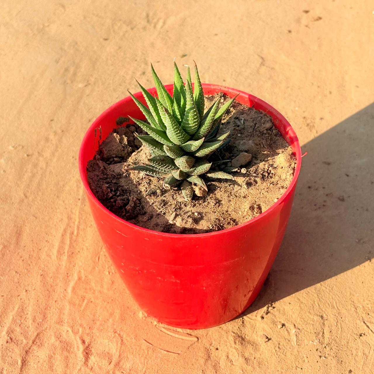 Haworthia Zebrina in 4 Inch Red Premium Orchid Square Plastic Pot