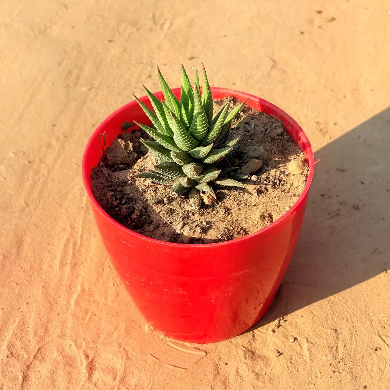 Haworthia Zebrina in 4 Inch Red Premium Orchid Square Plastic Pot