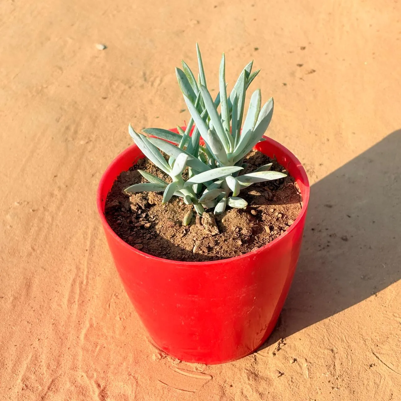 Curio Repens Succulent in 4 Inch Red Premium Orchid Square Plastic Pot