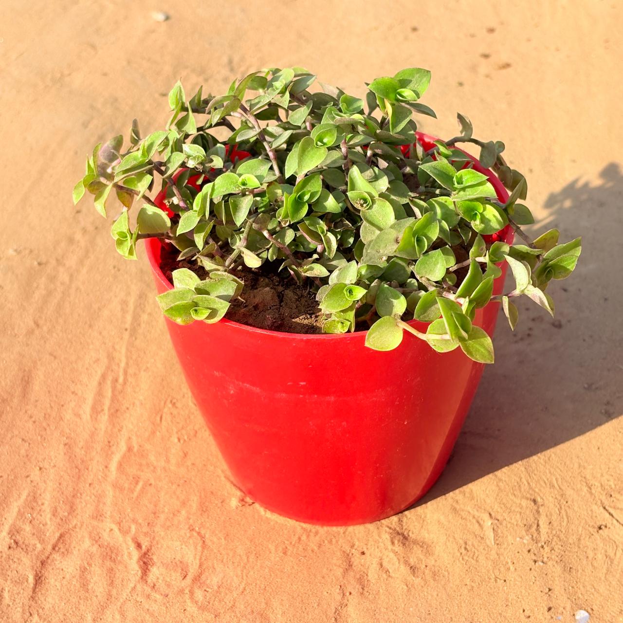 Turtle Vine in 4 Inch Red Premium Orchid Square Plastic Pot
