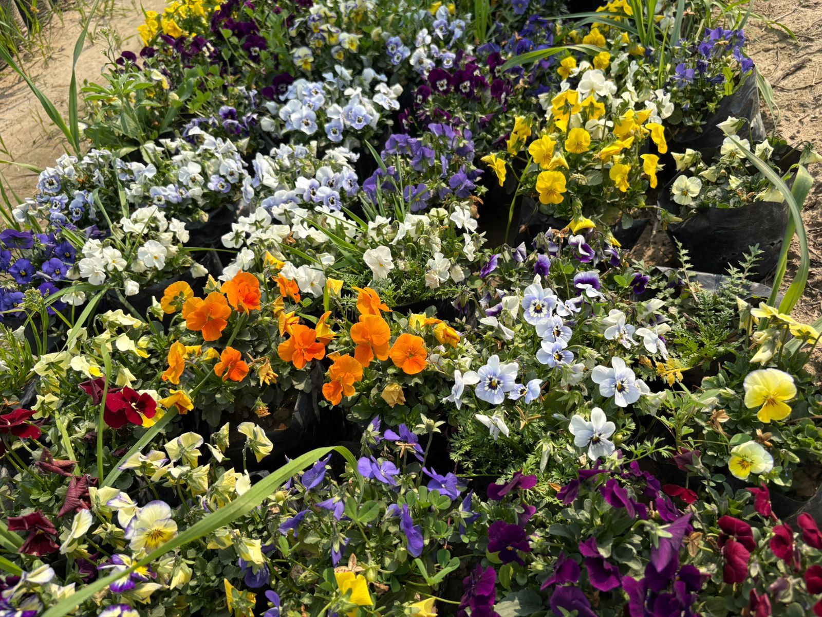 Set Of 3 - Voila Pansy (Any Colour) in 4 Inch Nursery Bag