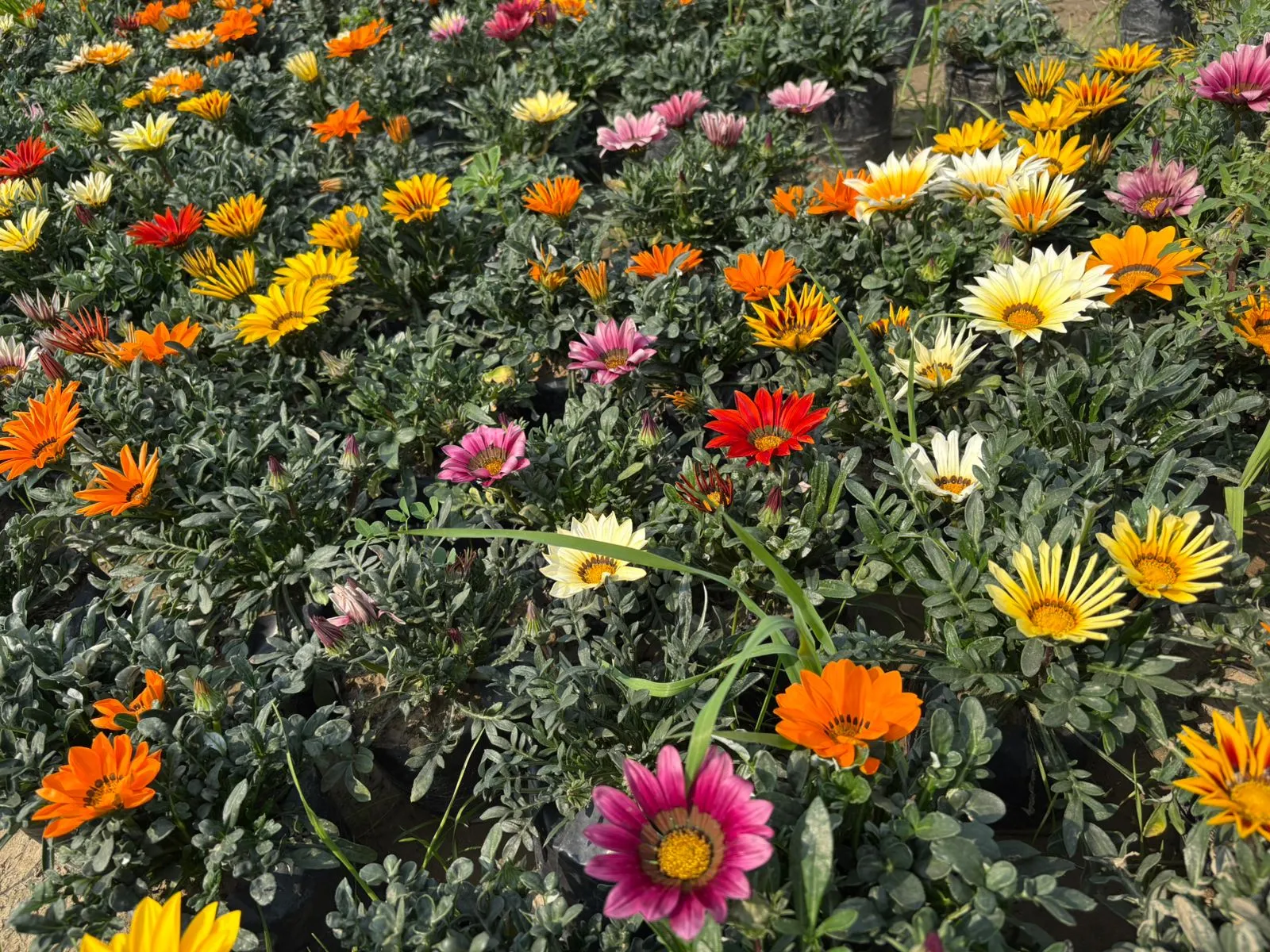 Set of 10 - Gazania (any colour) in 4 Inch Nursery Bag
