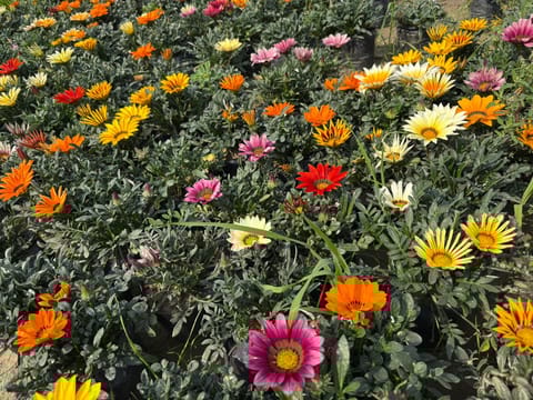 Set of 3 - Gazania (any colour) in 4 Inch Nursery Bag