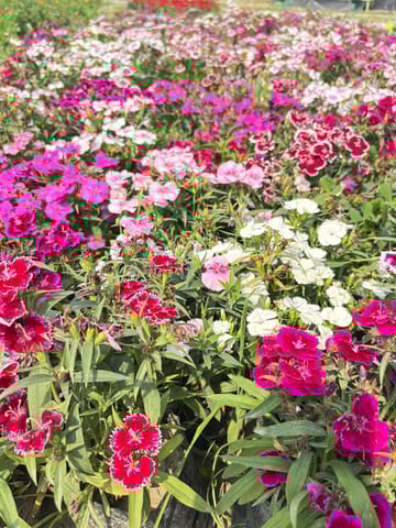 Dianthus (any colour) in 4 Inch Nursery Bag