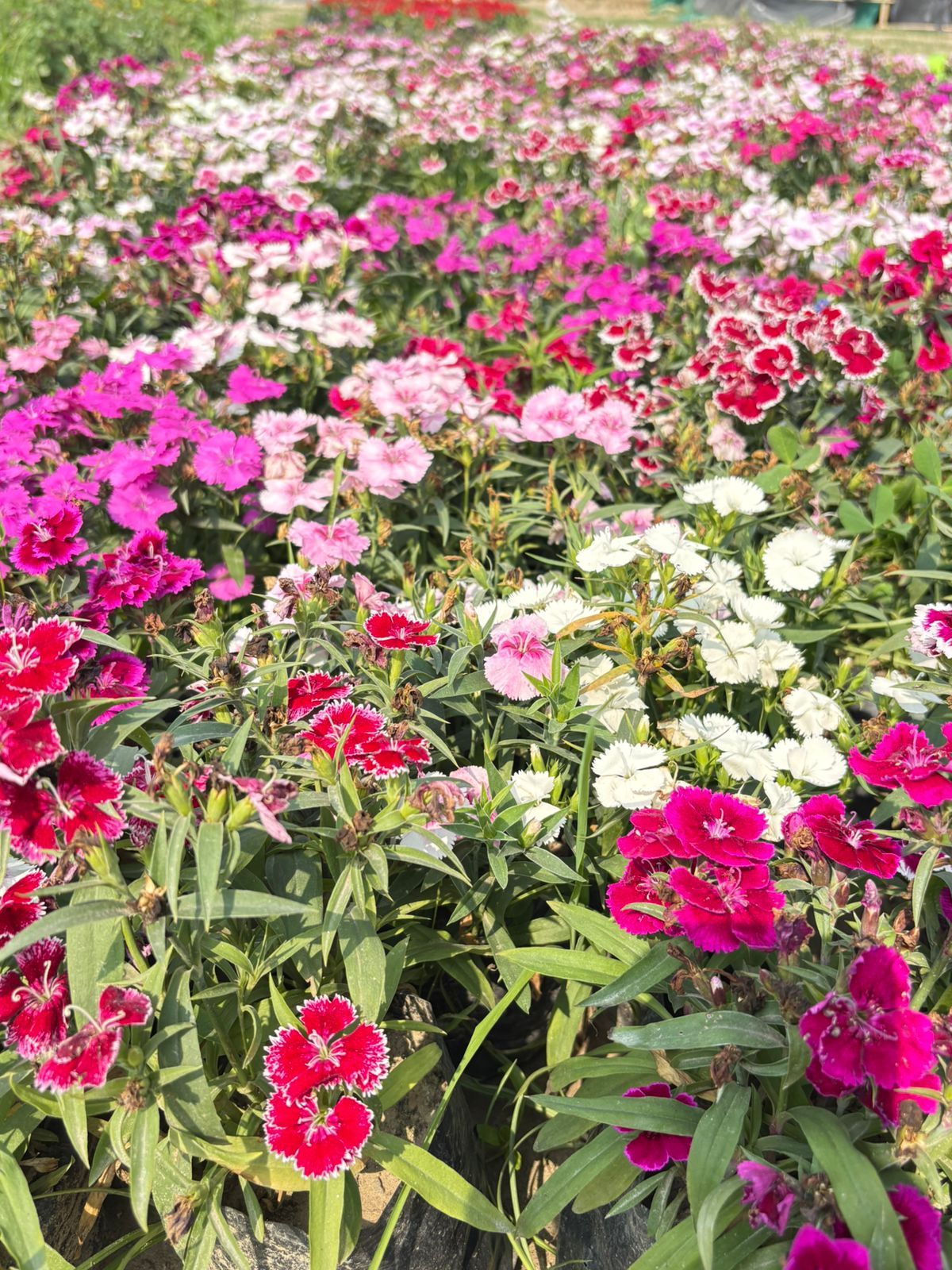 Dianthus (any colour) in 4 Inch Nursery Bag
