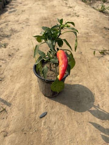 Chilli Plant in 6 Inch Nursery Pot