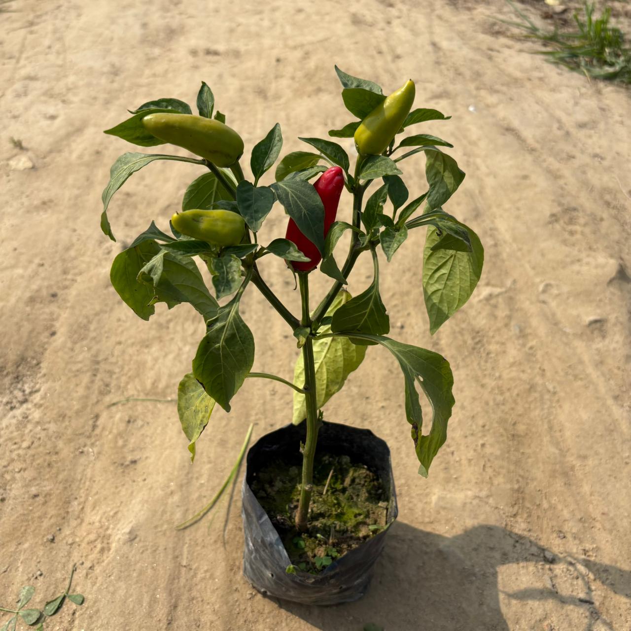 Mirchi / Chilli Plant in 3 Inch Nursery Bag