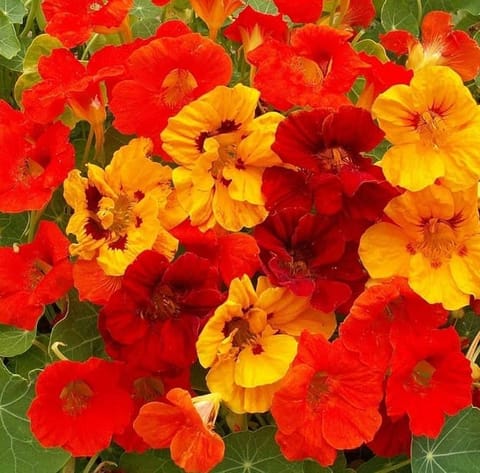 Nasturtium (Any Colour) in 4 Inch Nursery Bag