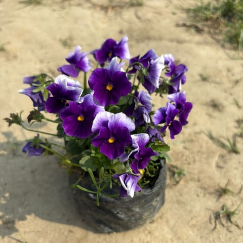 Voila Pansy (Any Colour) in 4 Inch Nursery Bag