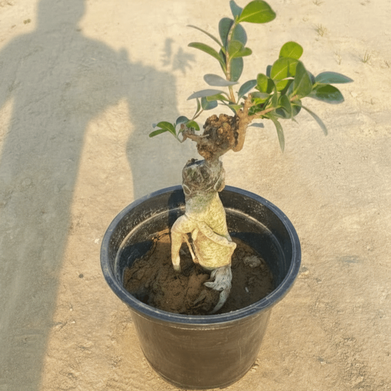 Ficus Bonsai in 8 Inch Nursery Pot