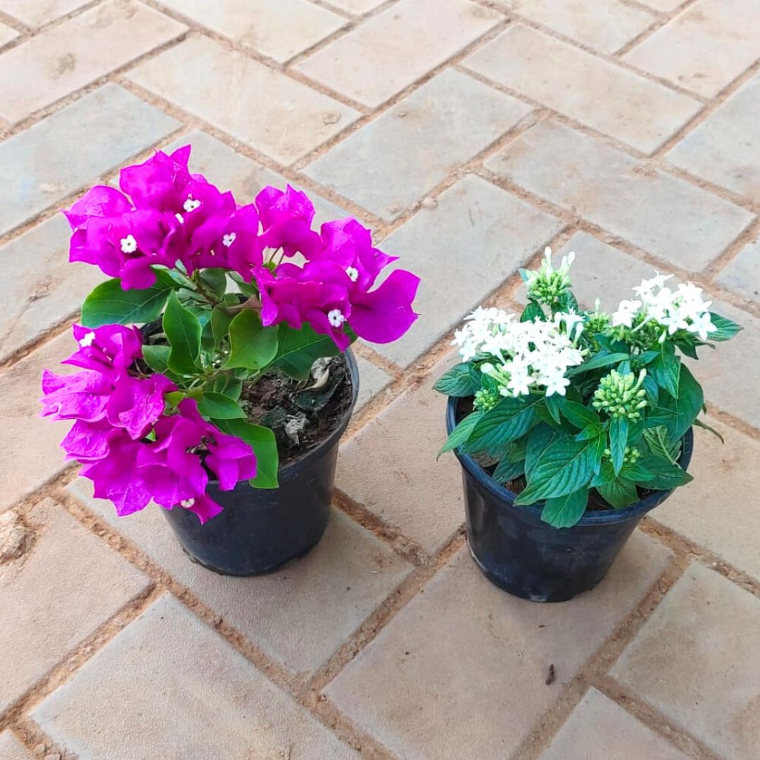 Set of 2 - Bougainvillea Pink & Pentas White in 4 Inch Nursery Pot